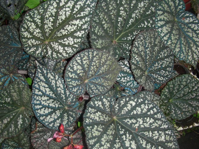 B. ‘Logan Revolution’